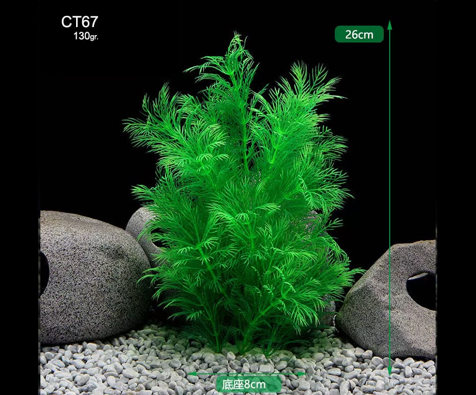 ct67.jpg